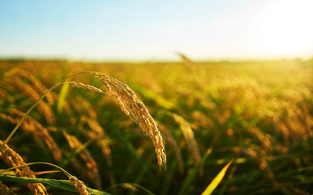 ¿Por qué la Agricultura es clave para el futuro de nuestra sociedad?