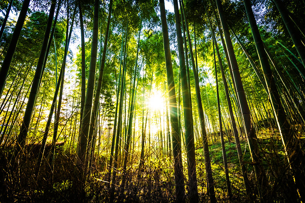 Salvemos los pulmones del planeta: Protege nuestros bosques y selvas