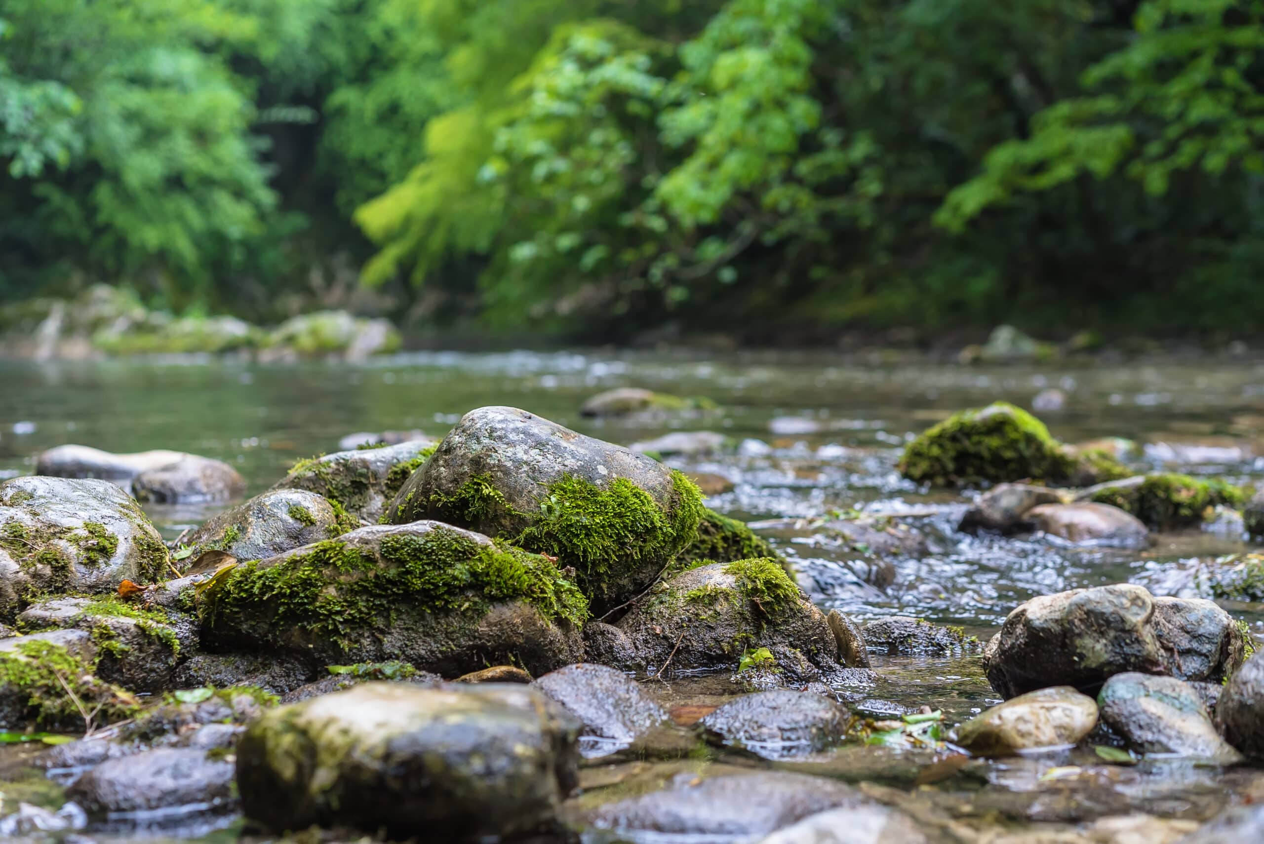 Descubre la belleza natural de nuestros majestuosos ríos